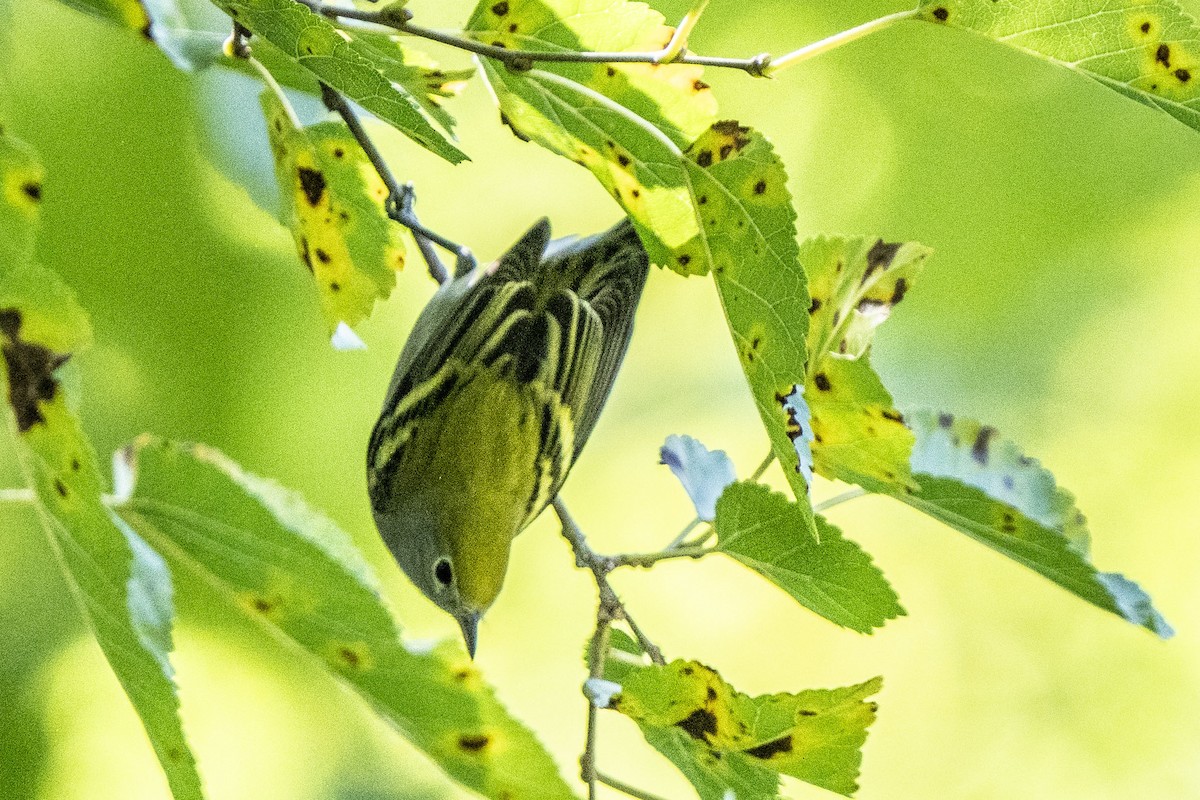 Chestnut-sided Warbler - Helen Chelf