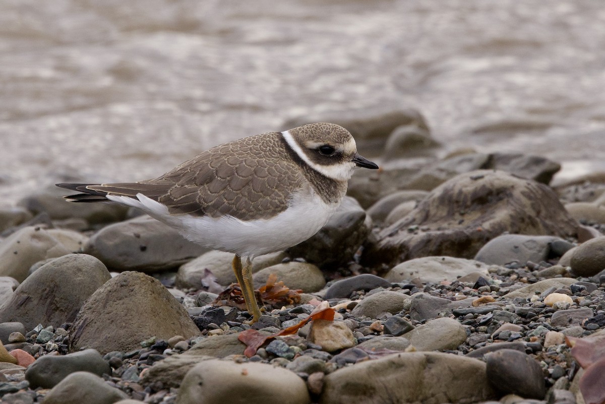 Common Ringed Plover - ML622798898