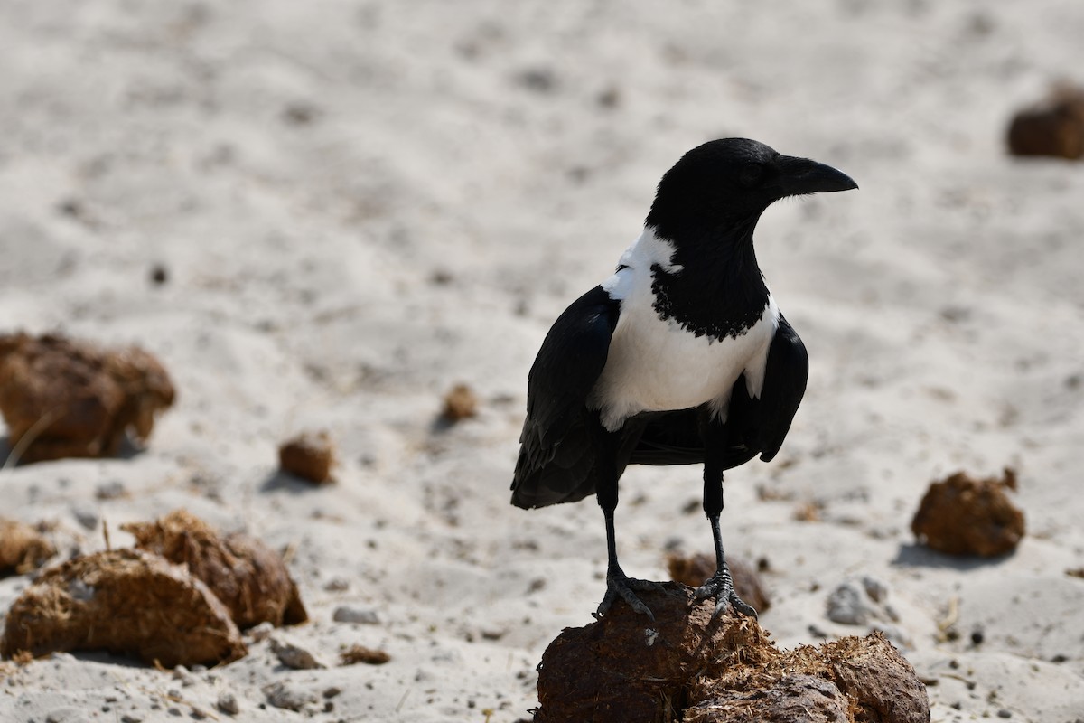 Pied Crow - Anonymous