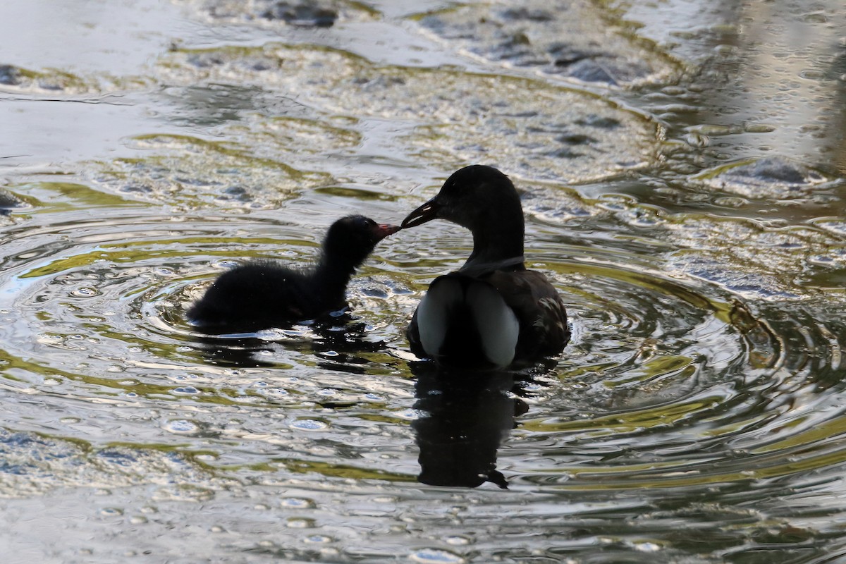 Eurasian Moorhen - Tetiana Lavynska