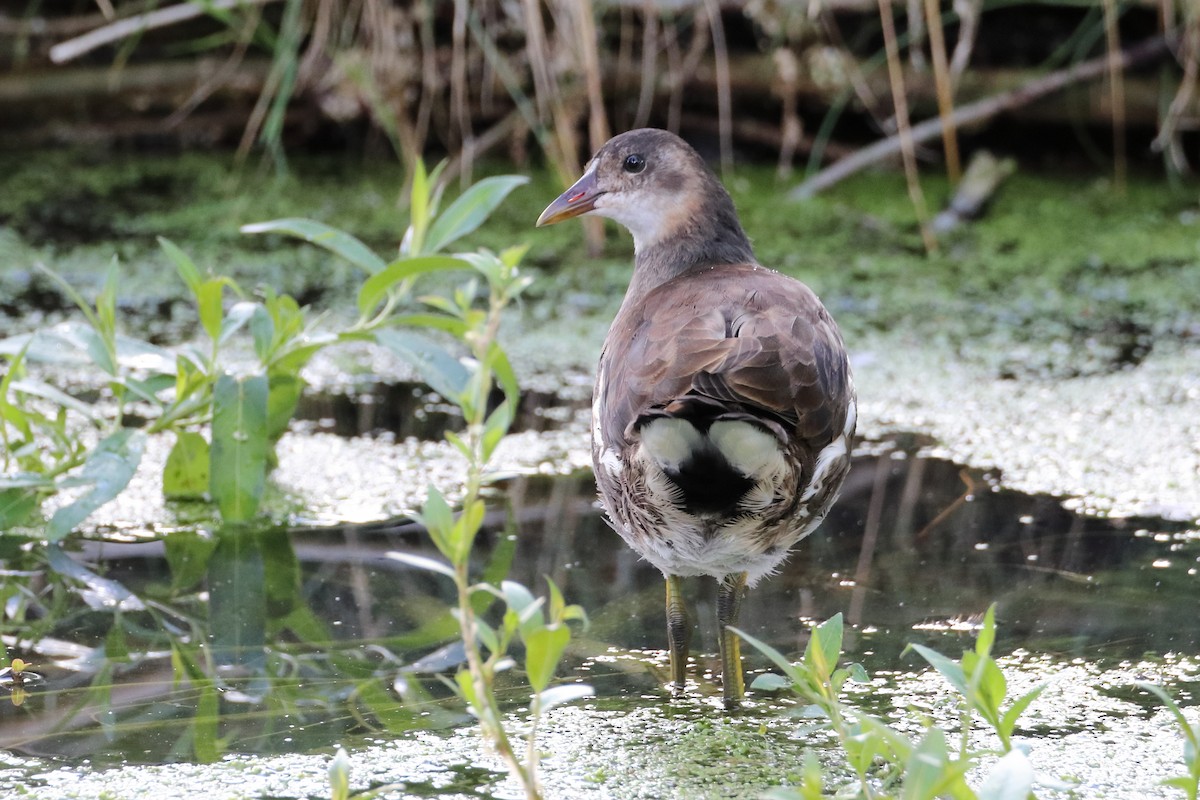 Eurasian Moorhen - ML622798925