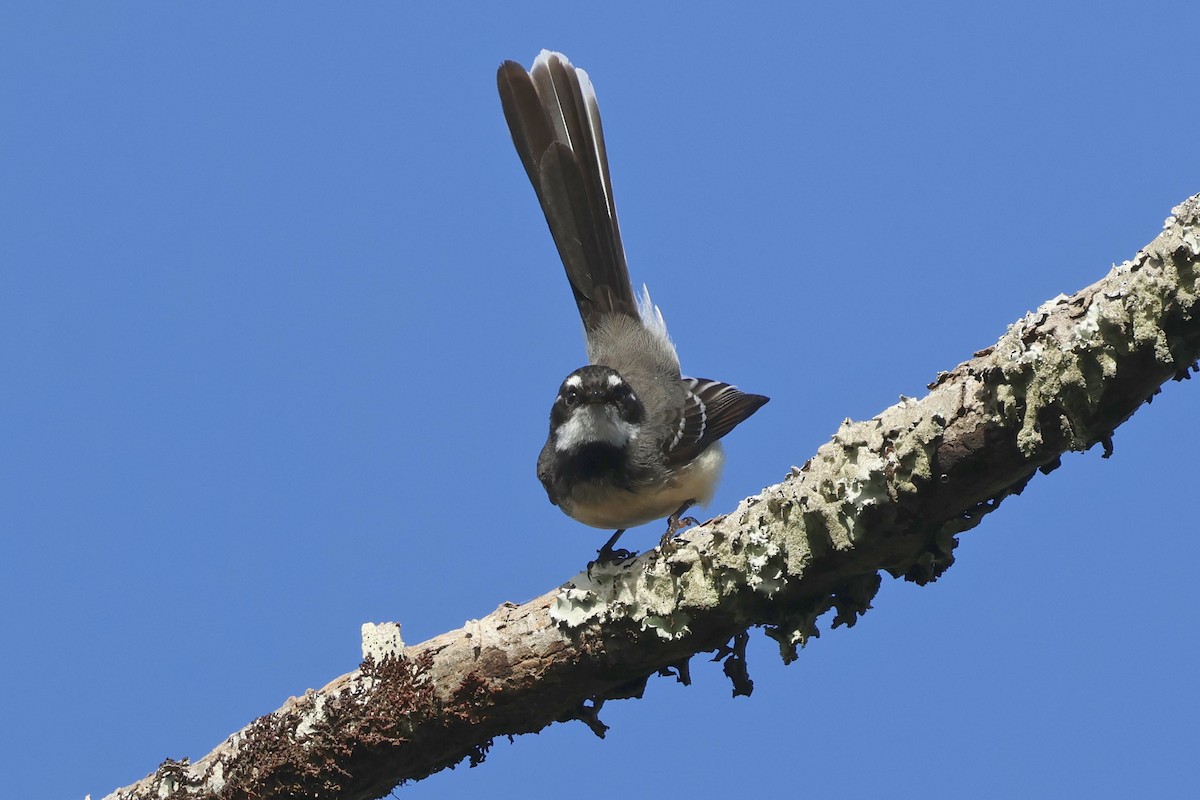 Gray Fantail - ML622798931