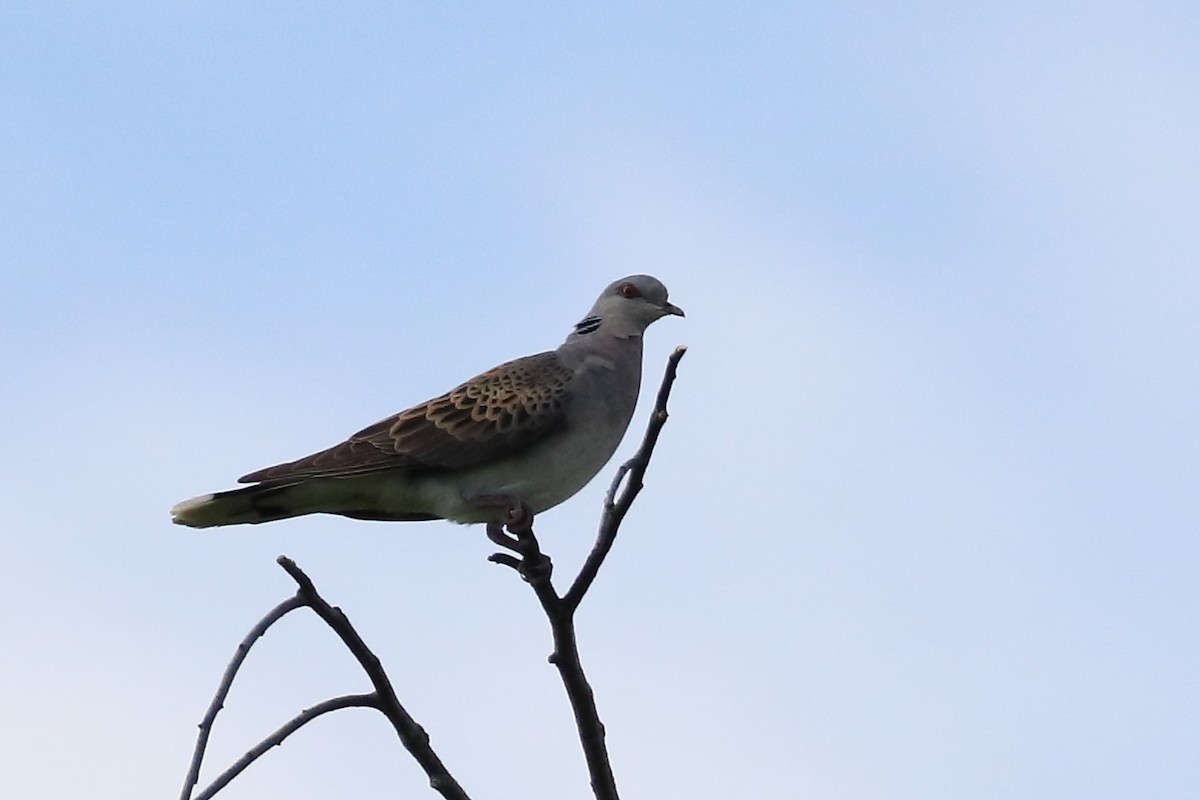 European Turtle-Dove - ML622798935