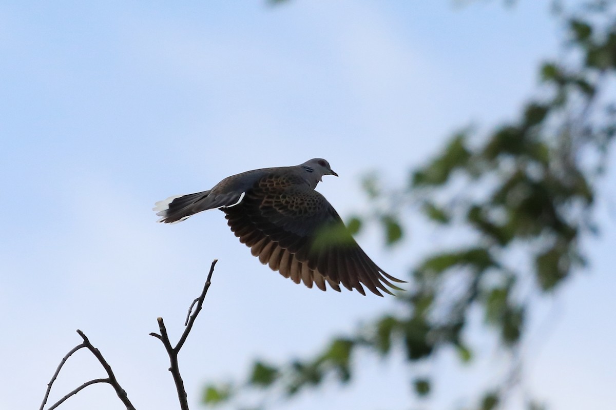 European Turtle-Dove - ML622798936