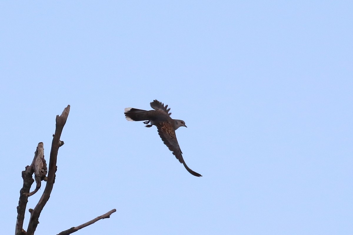 European Turtle-Dove - ML622798937