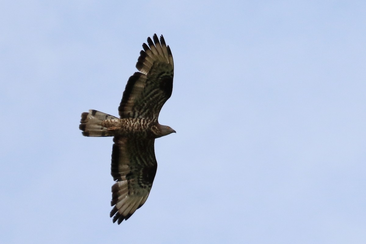 European Honey-buzzard - ML622798943