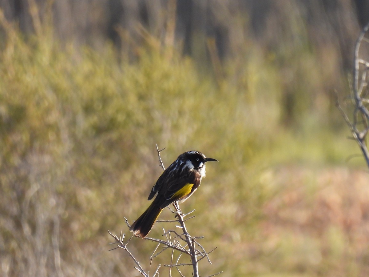 New Holland Honeyeater - Helen Erskine-Behr