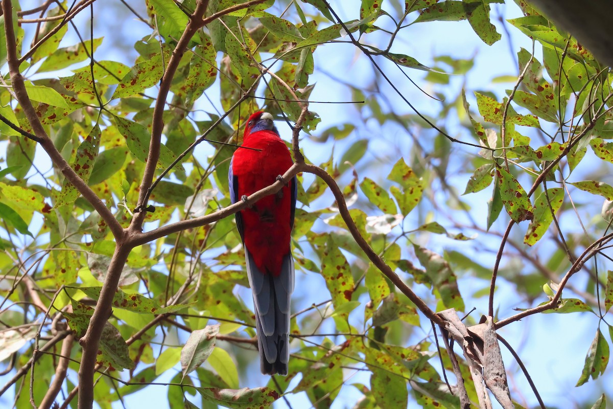 Crimson Rosella - Dennis Devers