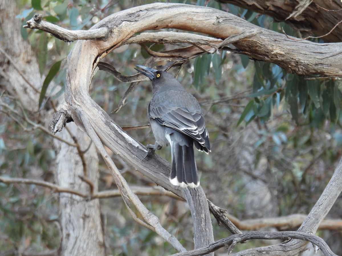 Gray Currawong - Helen Erskine-Behr