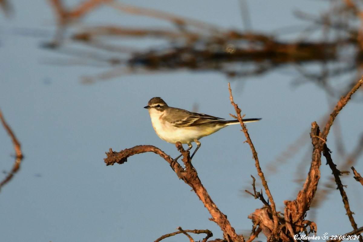 Western Yellow Wagtail - Carl  Hawker