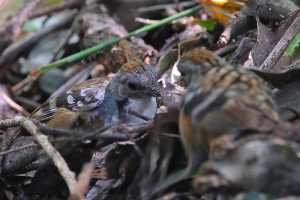 Australian Logrunner - Dennis Devers