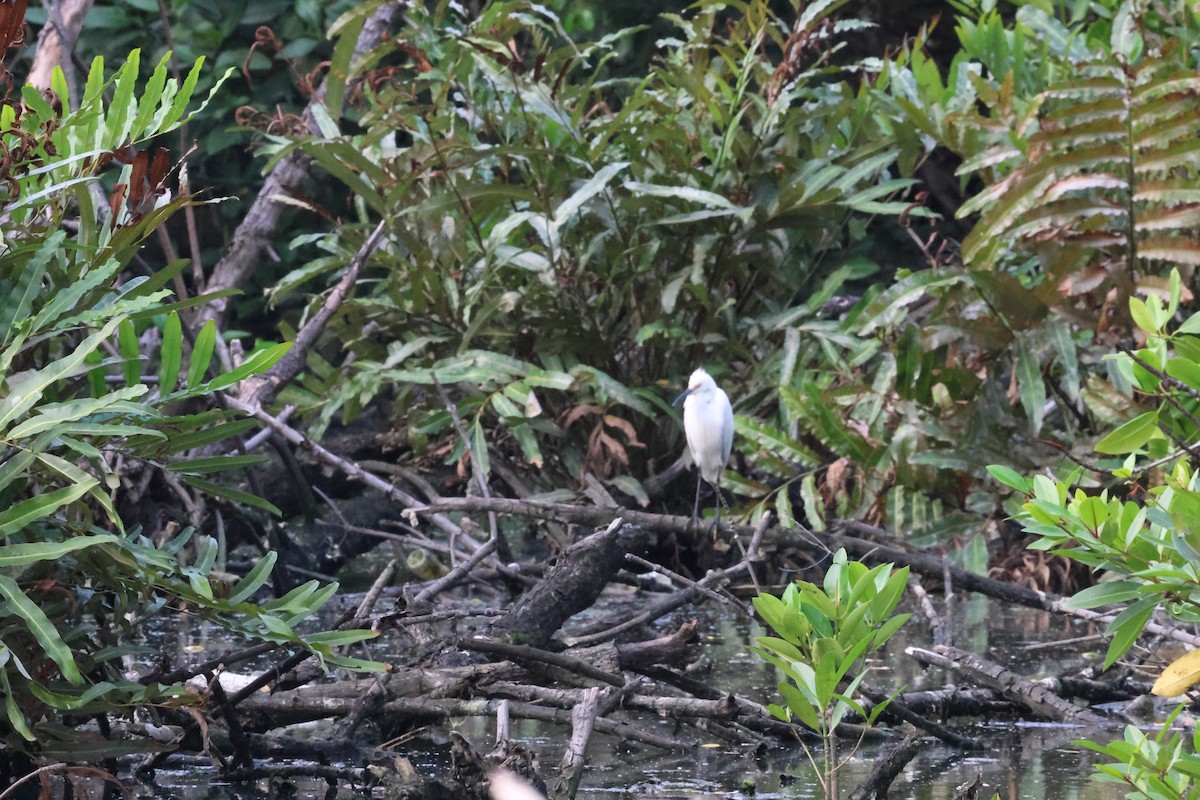 Little Egret - ML622799089