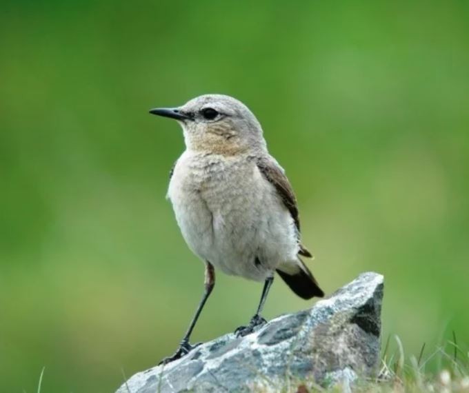 Northern Wheatear - TONY STEWART