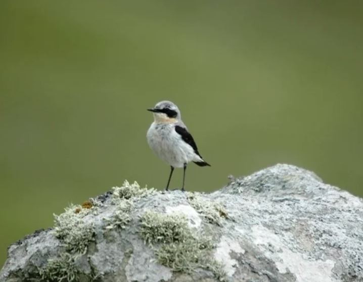 Northern Wheatear - ML622799098