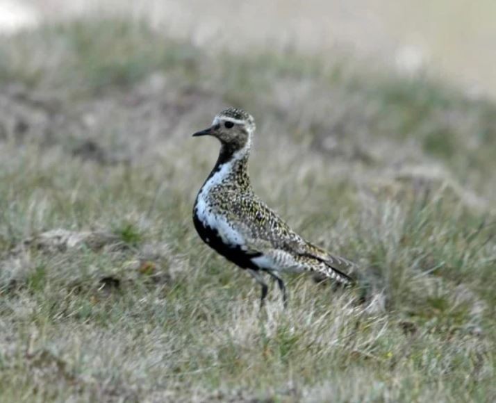 European Golden-Plover - ML622799100