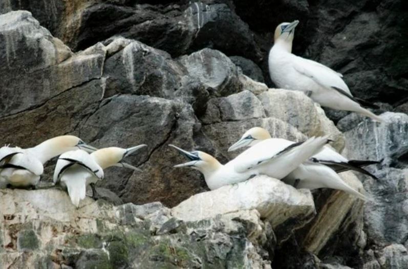 Northern Gannet - ML622799102