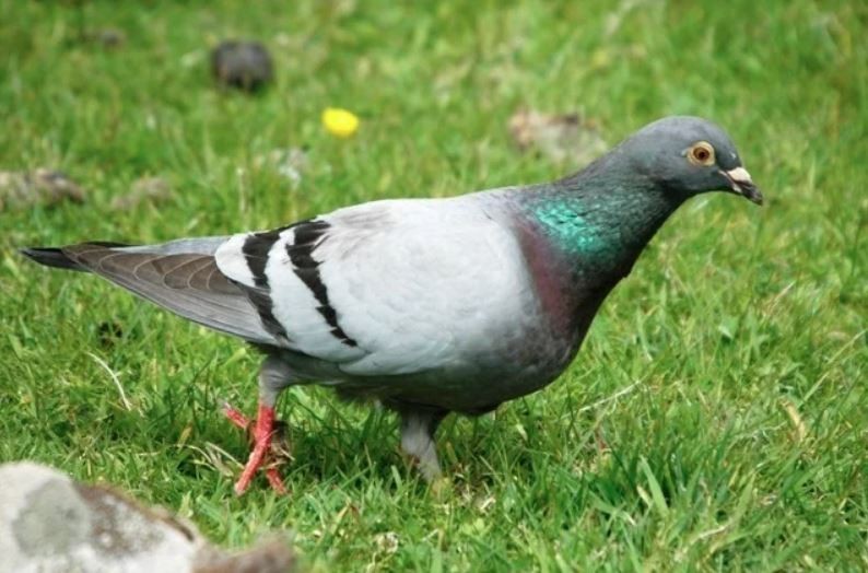 Rock Pigeon - ML622799105