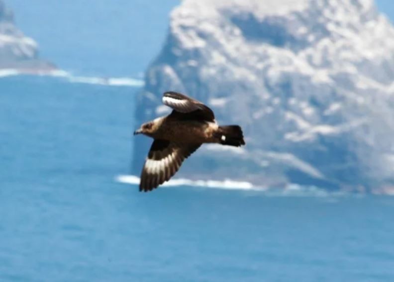 Great Skua - ML622799113