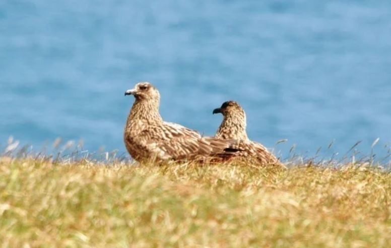 Great Skua - ML622799118