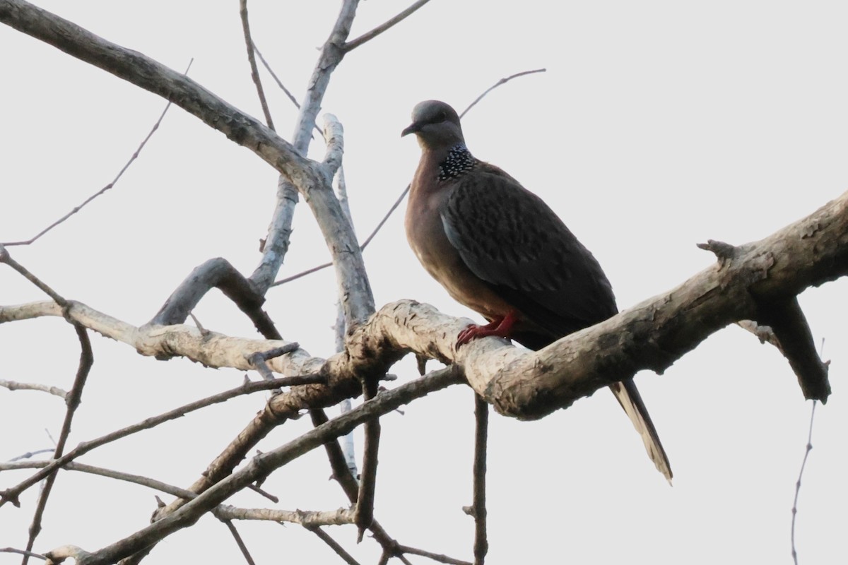 Spotted Dove - Mei-Luan Wang