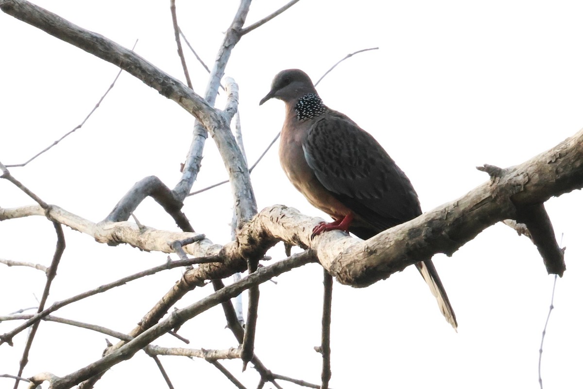 Spotted Dove - ML622799128