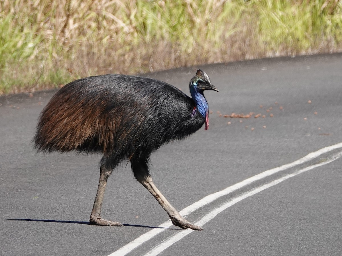 Southern Cassowary - Peter Yendle