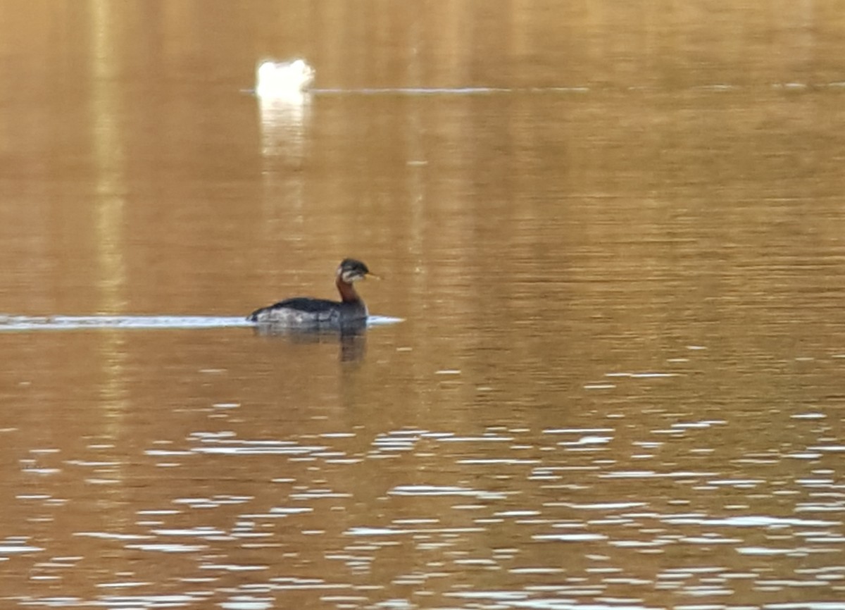 Red-necked Grebe - ML622799132