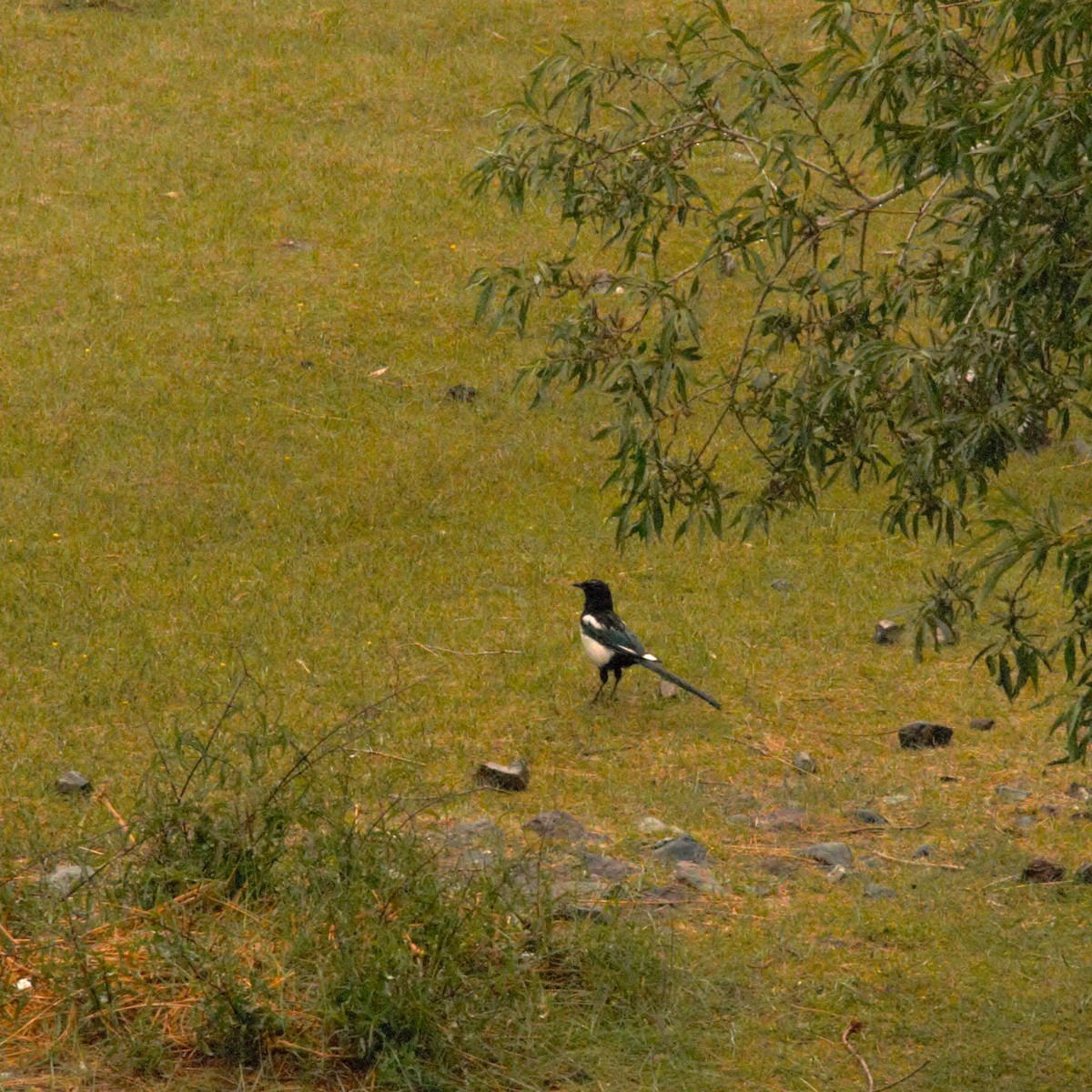 Eurasian Magpie - Anonymous