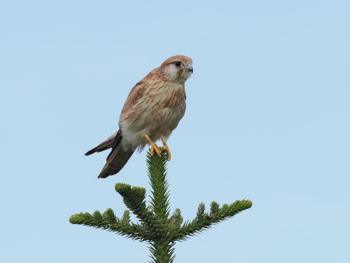 Nankeen Kestrel - Scott (瑞興) LIN(林)