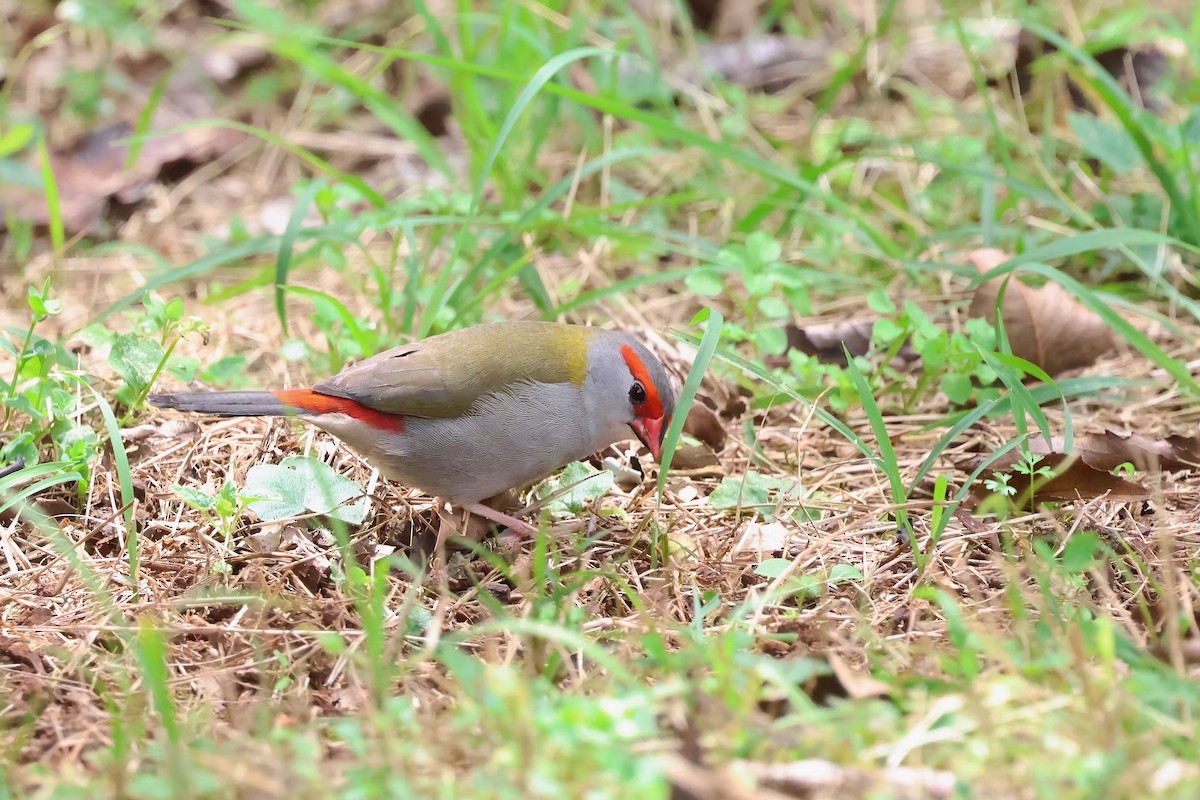 Red-browed Firetail - Dennis Devers