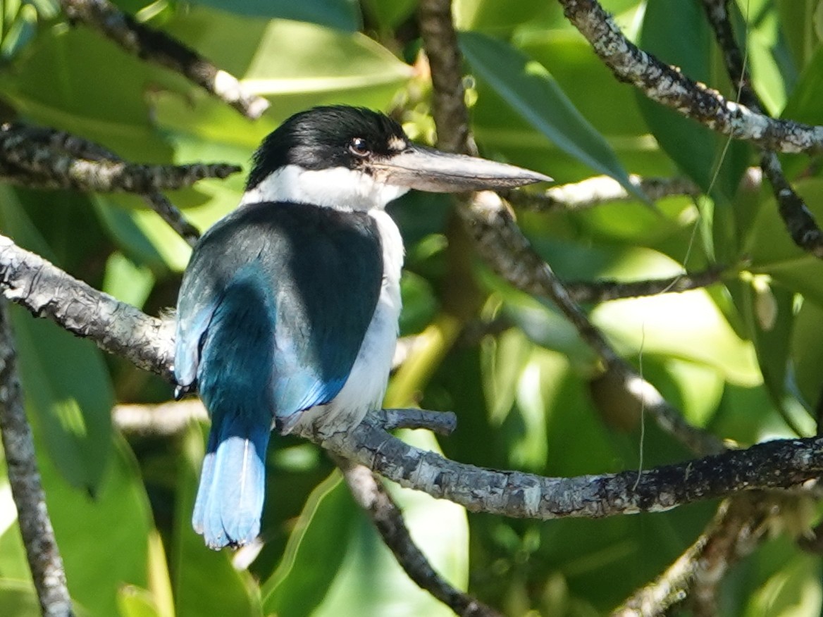 Torresian Kingfisher - Peter Yendle