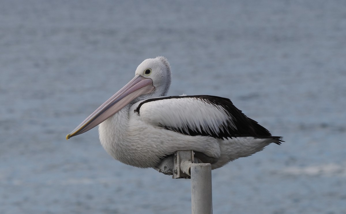 Australian Pelican - Scott (瑞興) LIN(林)