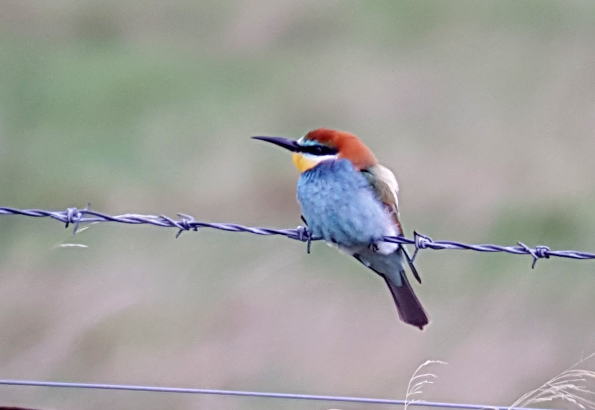 European Bee-eater - ML622799196