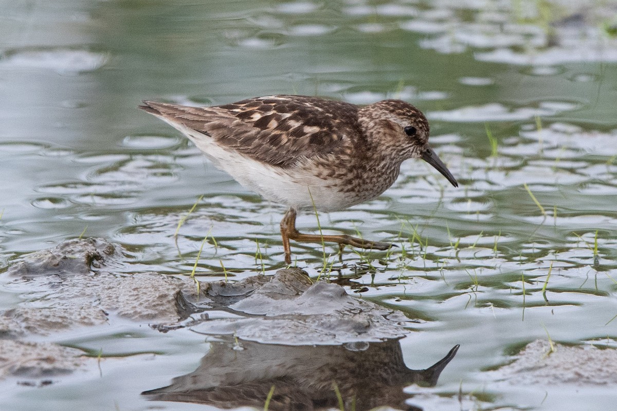 Least Sandpiper - ML622799205