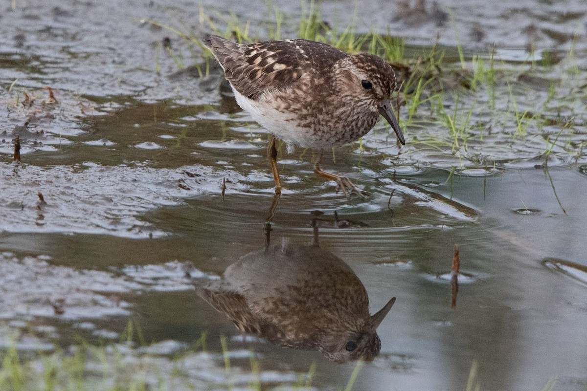 Least Sandpiper - ML622799206