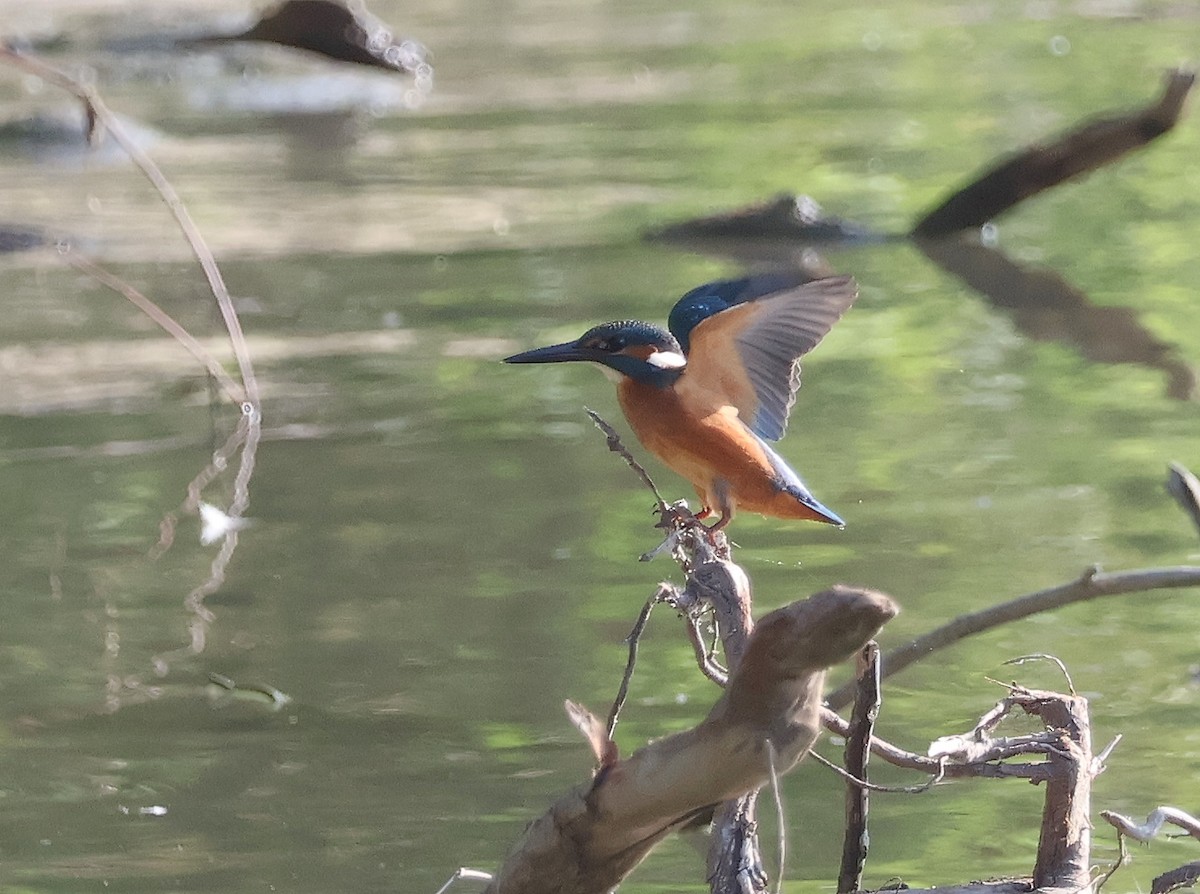 Common Kingfisher - Mileta Čeković