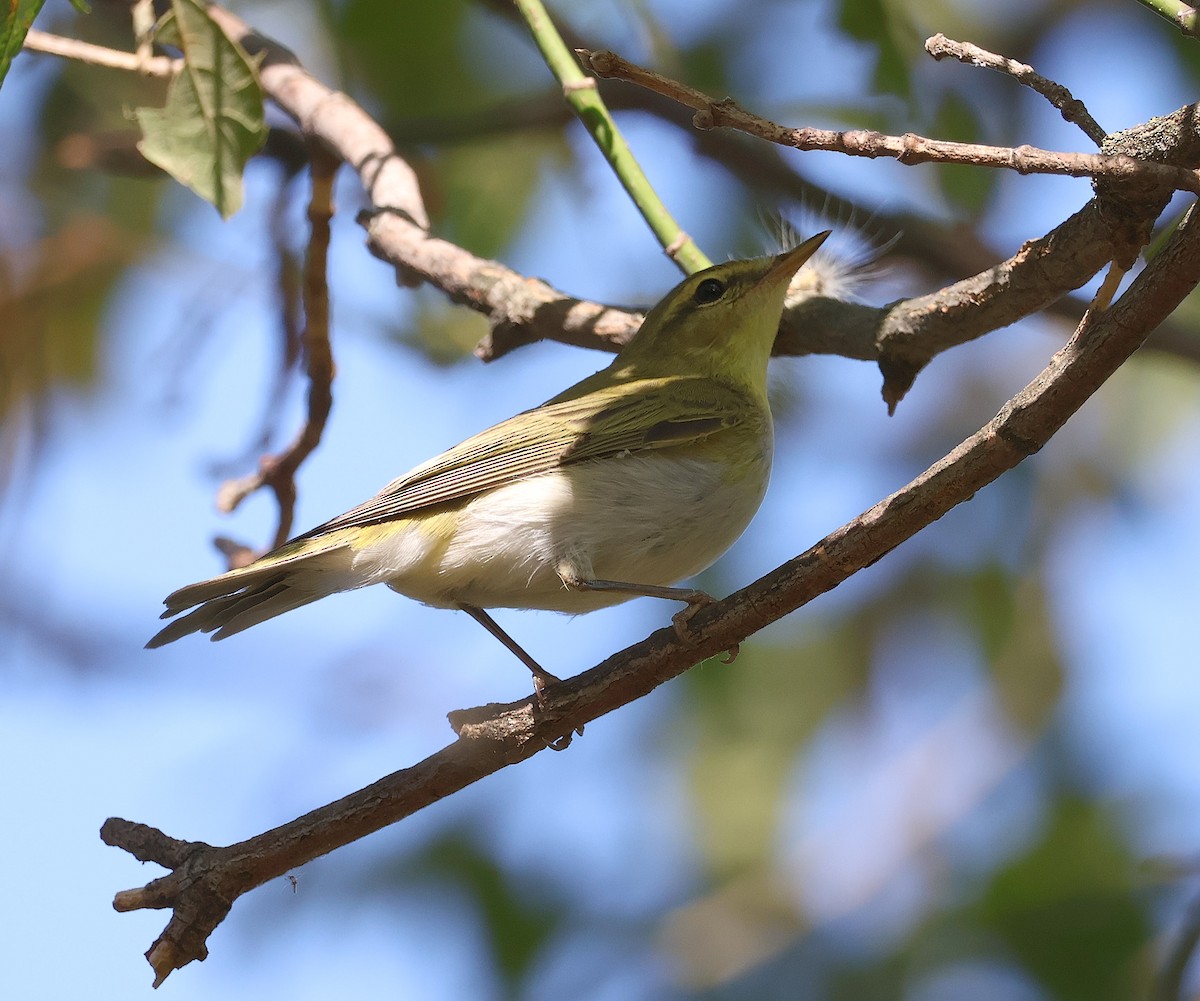 Wood Warbler - Mileta Čeković