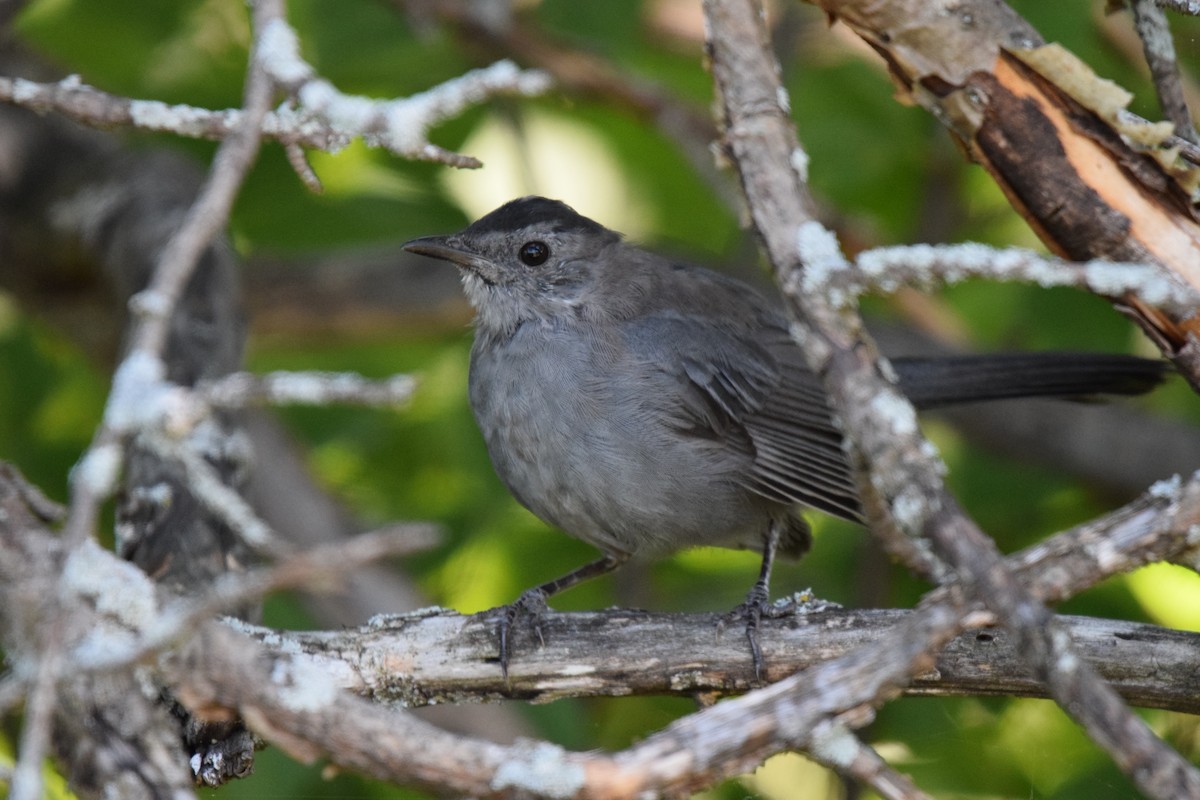 Gray Catbird - ML622799229