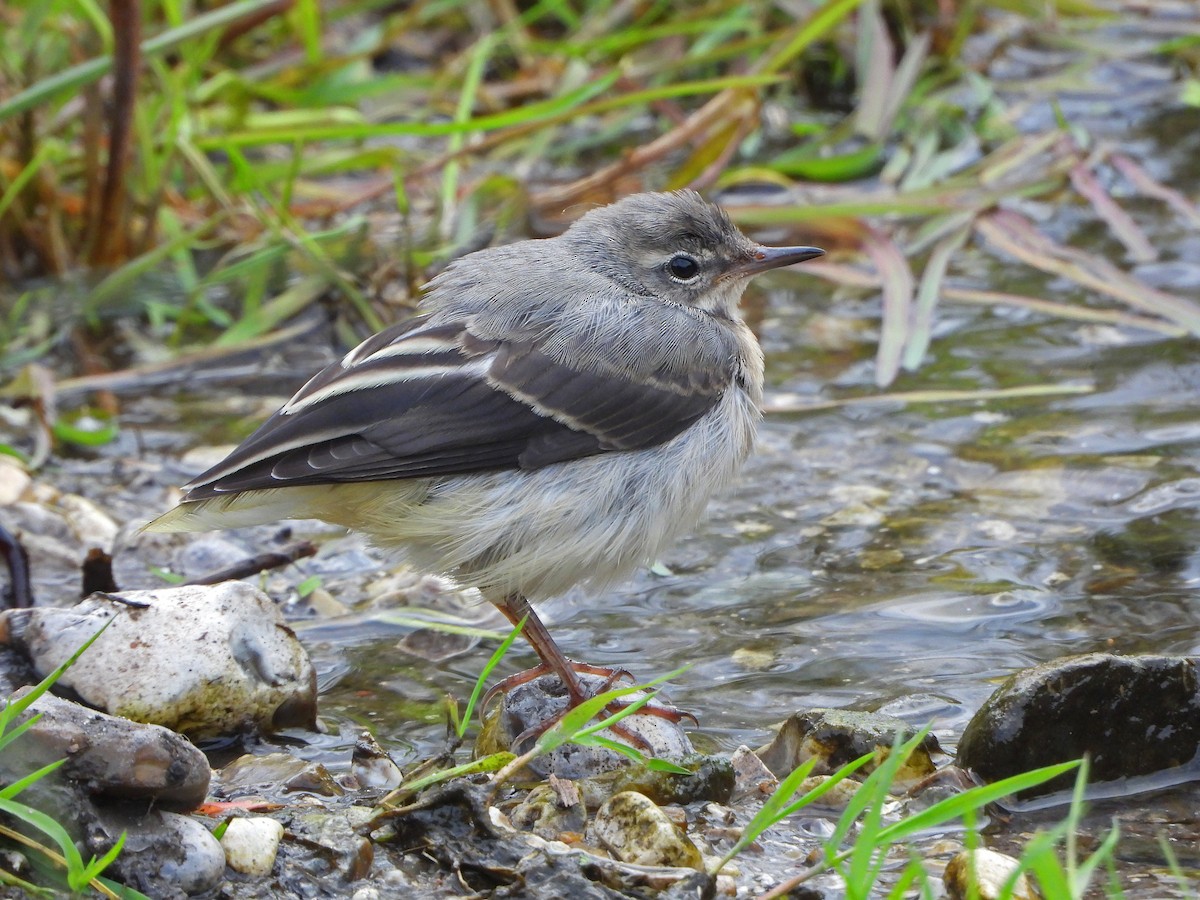 Gray Wagtail - Paul Lewis