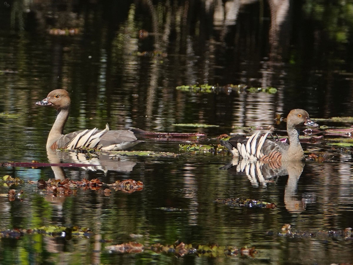 Plumed Whistling-Duck - Peter Yendle