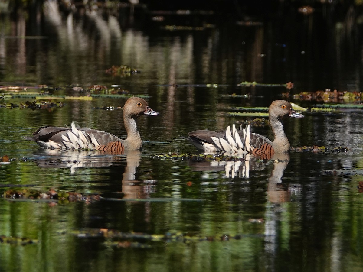 Plumed Whistling-Duck - Peter Yendle