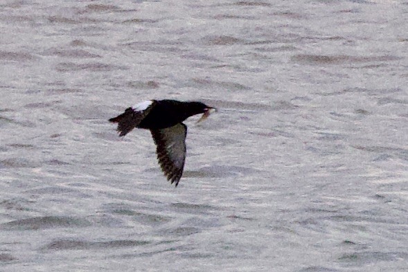 Black Guillemot - ML622799265