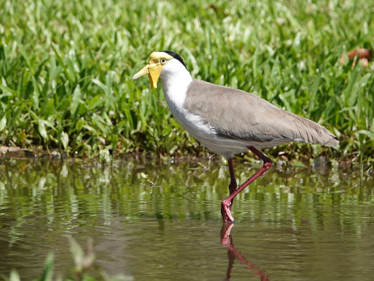 Masked Lapwing (Masked) - Peter Yendle