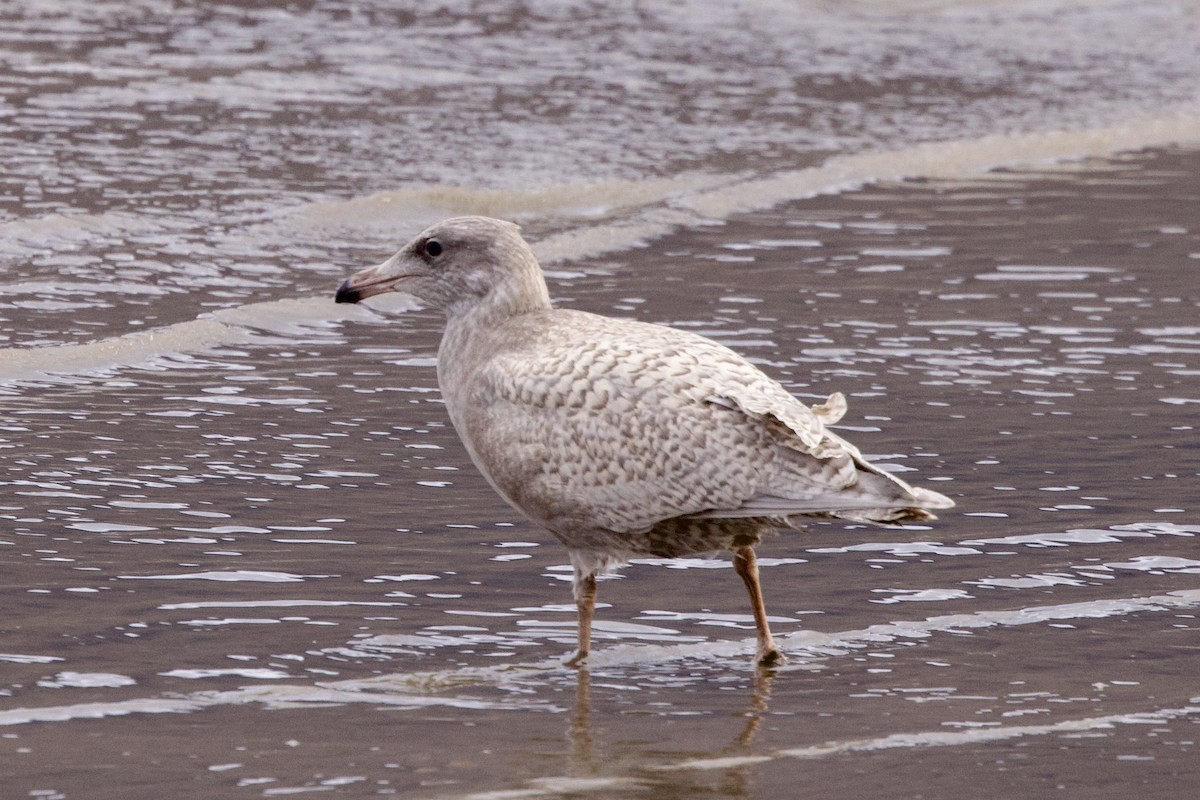 Glaucous Gull - ML622799276