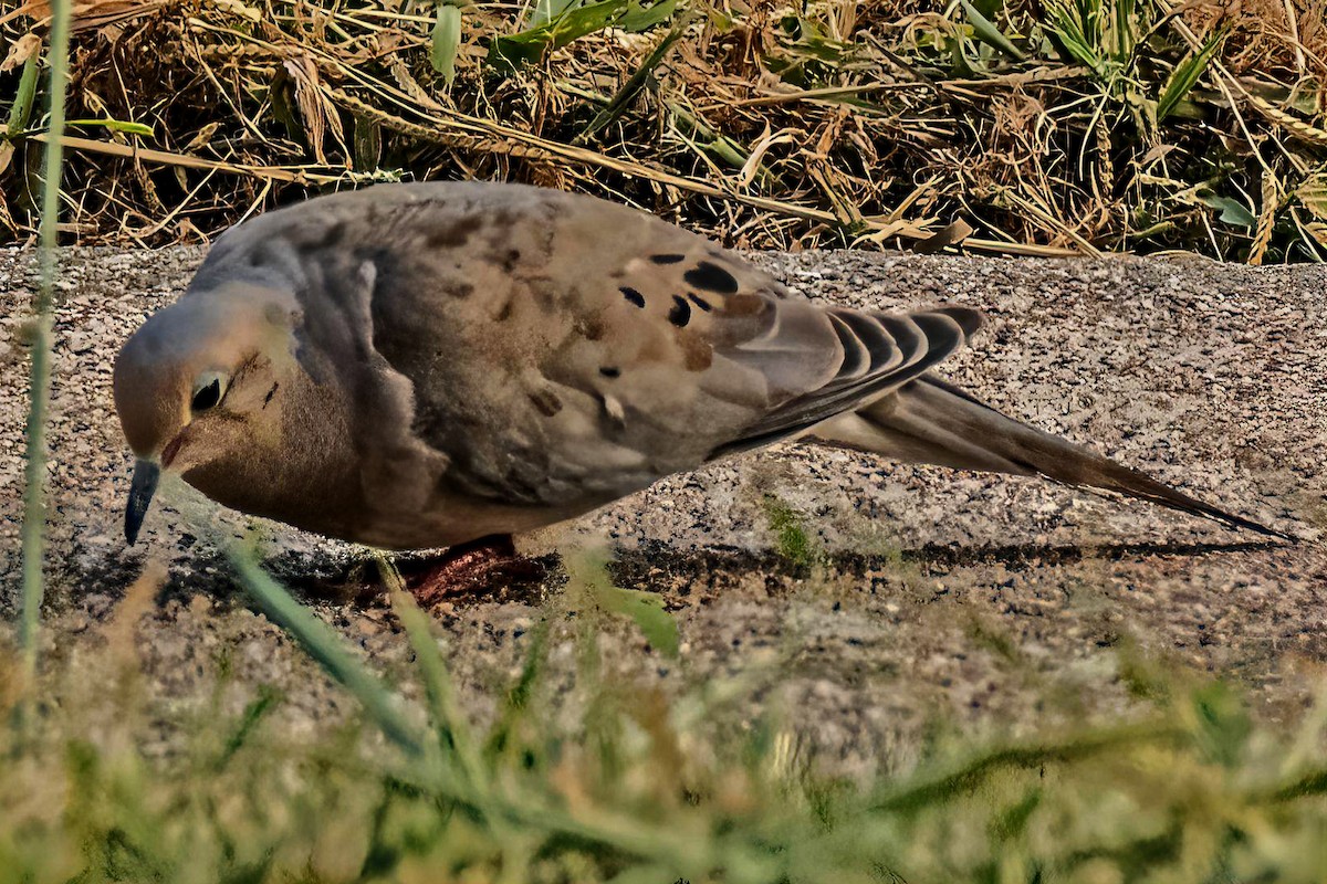 Mourning Dove - Dale Bargmann