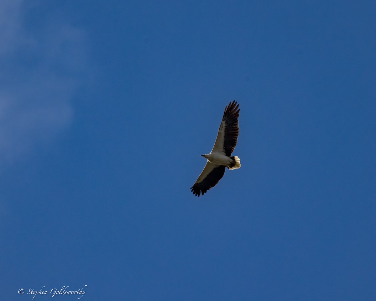 White-bellied Sea-Eagle - Stephen Goldsworthy