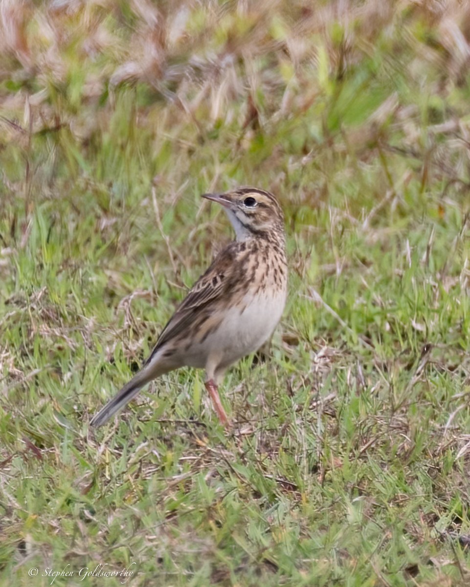 Australian Pipit - Stephen Goldsworthy