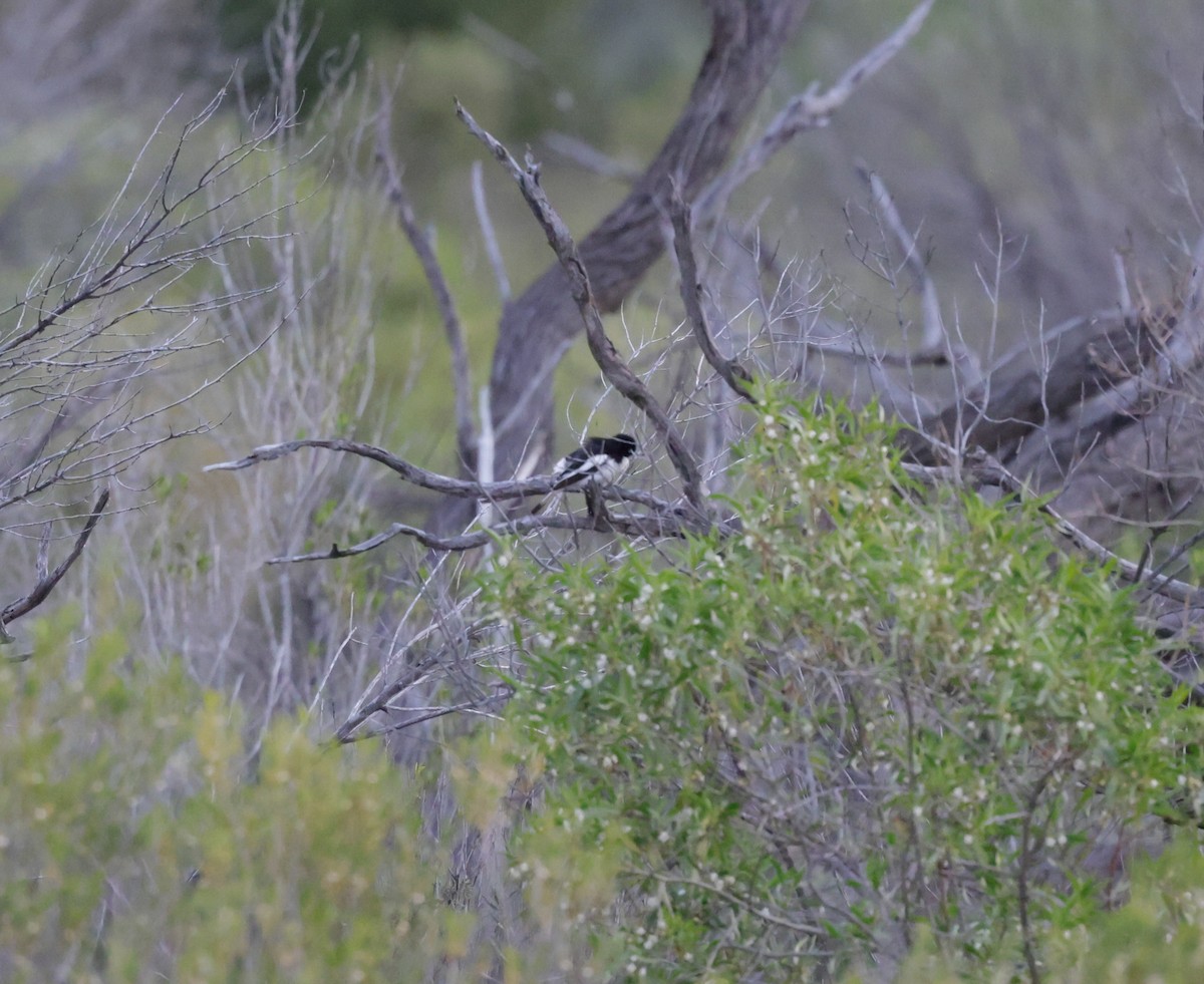 Pied Honeyeater - Cheryl McIntyre