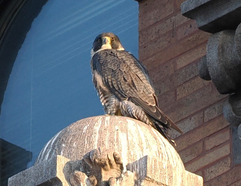 Peregrine Falcon - Russell Hoffman