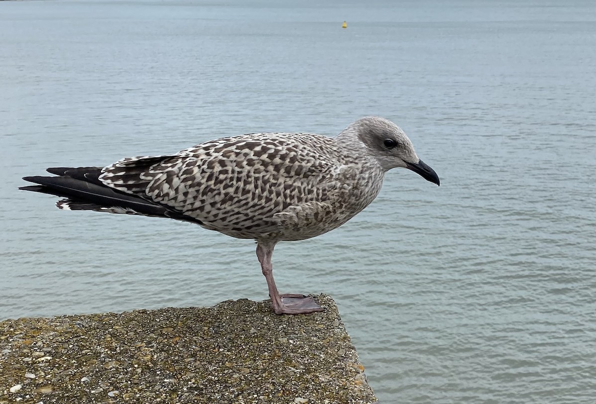 Herring Gull (European) - Niall Keogh